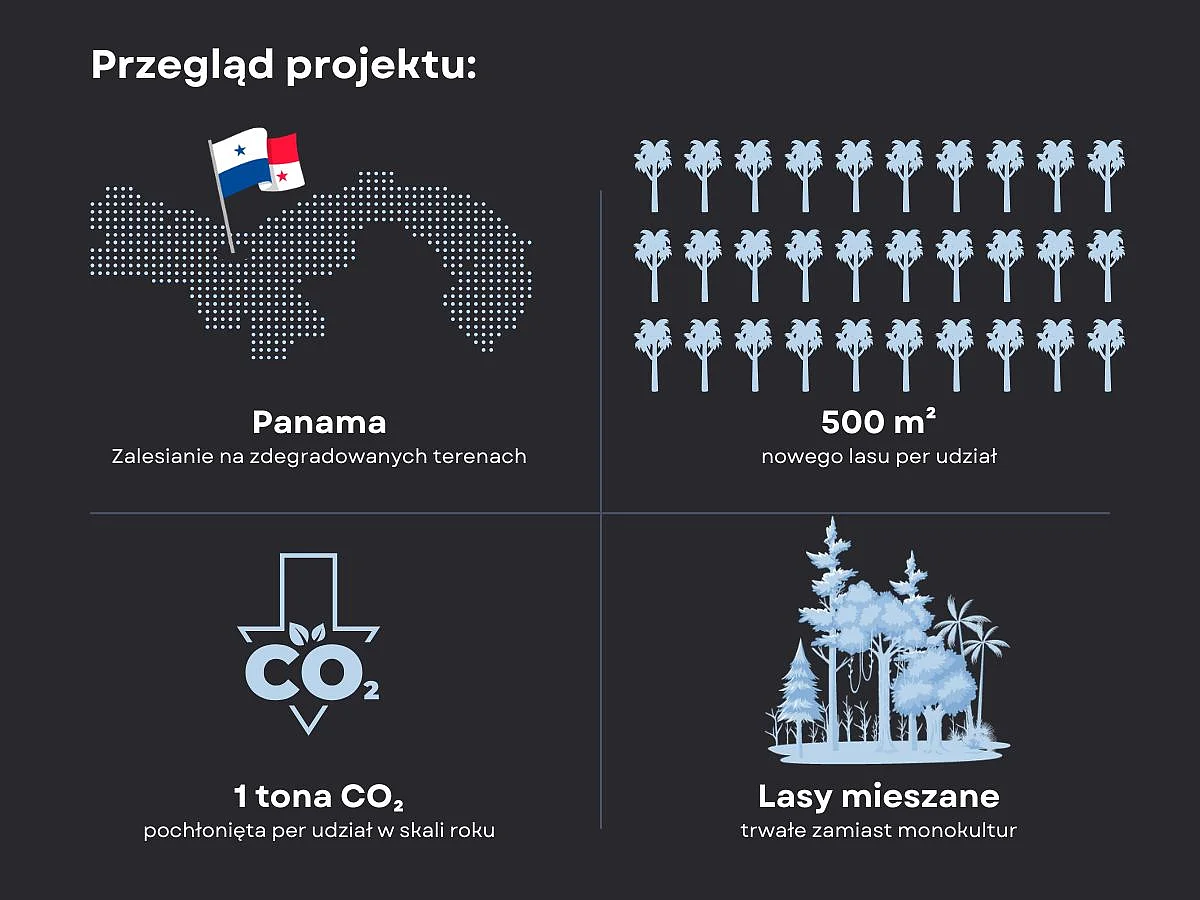 Generation Forest Graphic PL