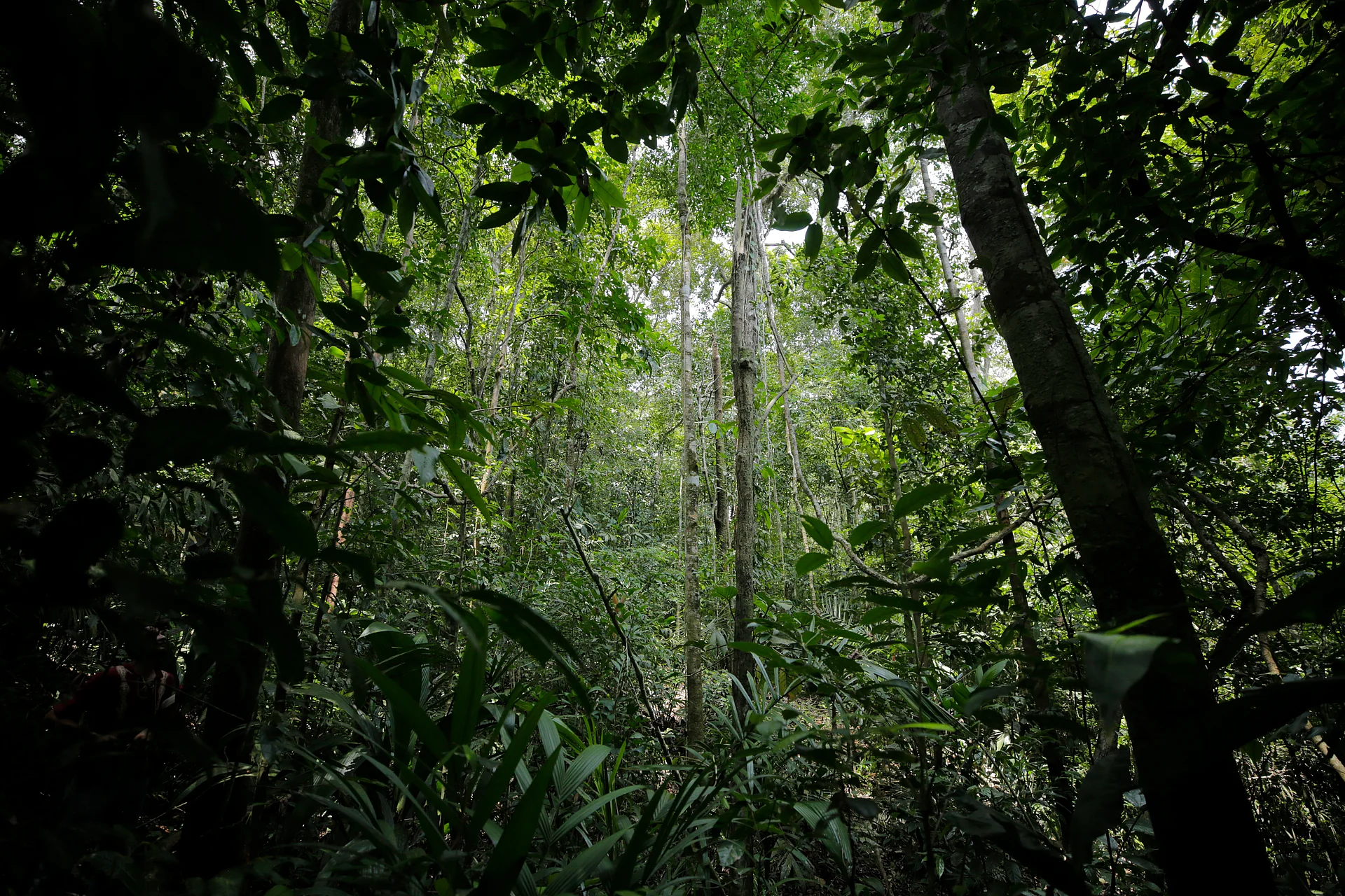 Rainforest Colon Inside 2019  1 
